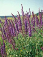 Посвящённый богине Салюс