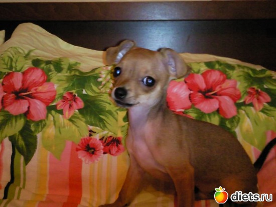 Татусик, альбом: любимчики