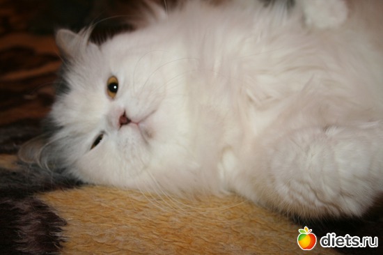 ��� ����, ������: ��� �������� �  ������