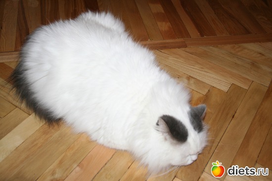 �����, ������: ��� �������� �  ������