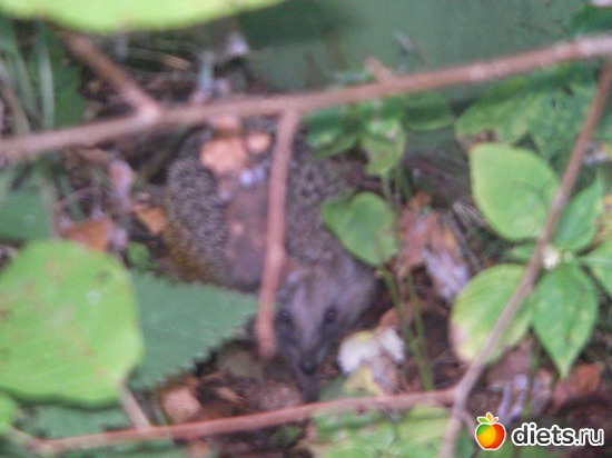 15 фото: оя любимая дача