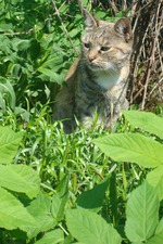 Весна в душе.