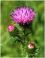 ����� ���������� ��� ���������