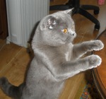 чем вы кормите своего любимого кошака?