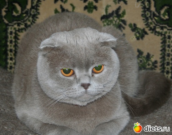 3 ����: �������