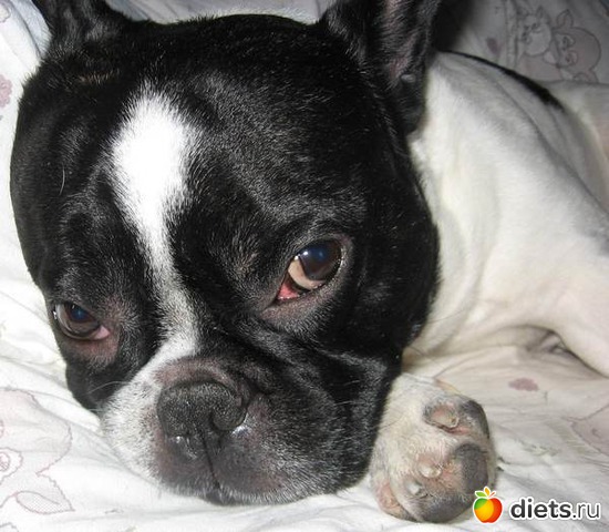 1 фото: Наш Рембо