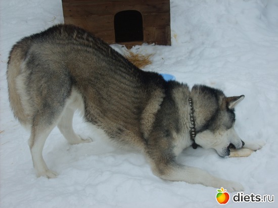 �����, ������: ������