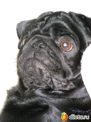 Думу думаю, альбом: МопсоЧУДОвище.