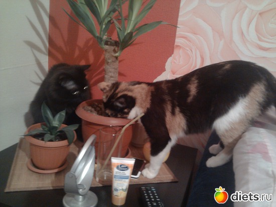 наводят порядки :), альбом: Флешка и Плюшка :)