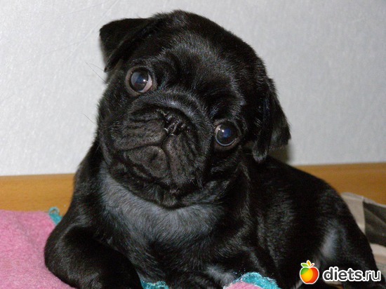 Первый день в новом доме..., альбом: МопсоЧУДОвище.