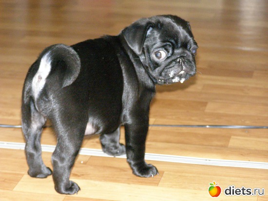 Быстро поел и быстро убегаю...а то умывать начнут.., альбом: МопсоЧУДОвище.