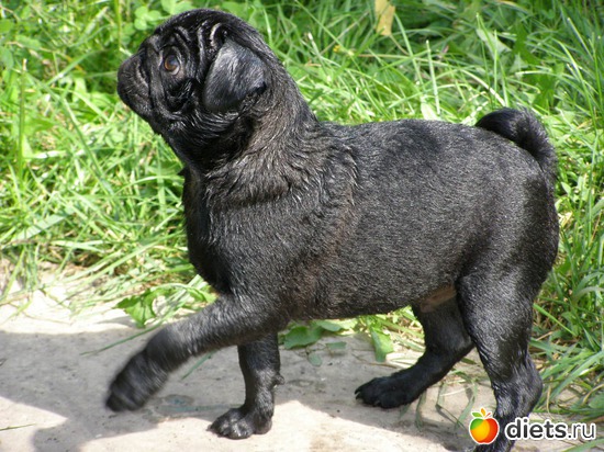 Мопсопони, альбом: МопсоЧУДОвище.