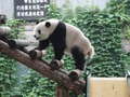 Панда в зоопарке Пекина