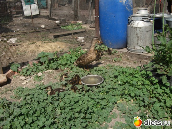 1 фото: ДЕРЕВЕНЬКА!