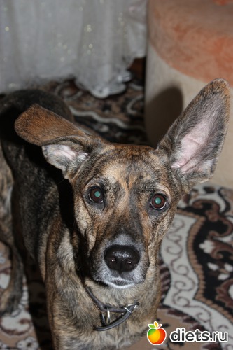 5 фото: любимчики