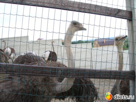 ������ �������, ������: �����������