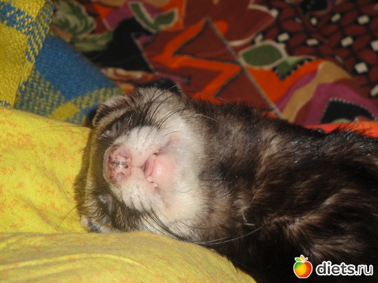 доволен жизнью, альбом: Животинки мои