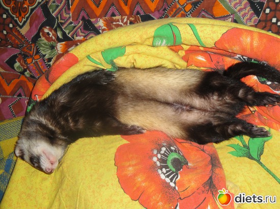 поза полного и сытого расслабона, альбом: Животинки мои