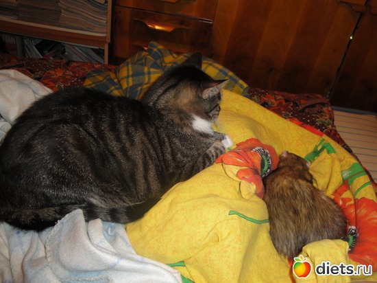 �� ������, ������ ���� ����, ������: ��������� ���