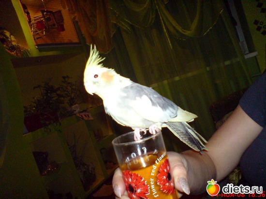 Это сима, альбом: Всего по немногу