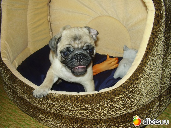 И здесь 1 месяц, альбом: Мой Мусик