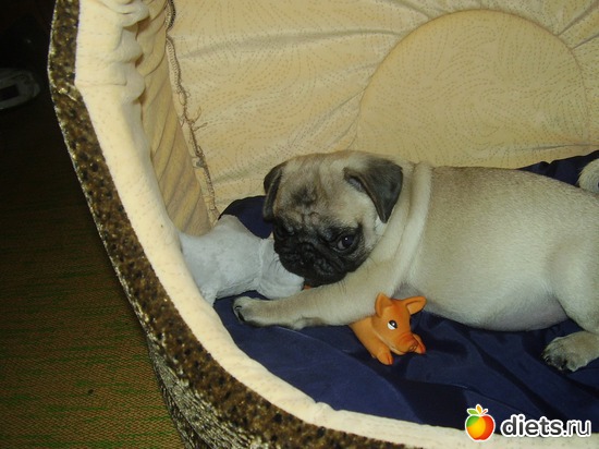 6 фото: Мой Мусик