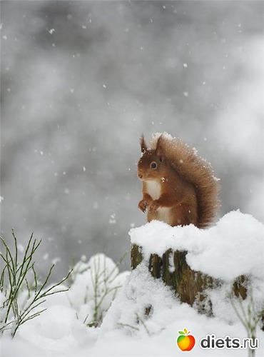 2 фото: фото