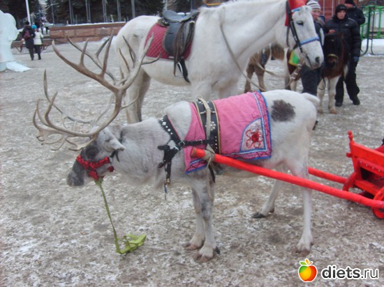 Вот такая милашка катает деток, альбом: Зимний фонтан