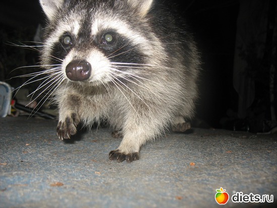 симпатяшка,правда?, альбом: Моя чудесная семья!