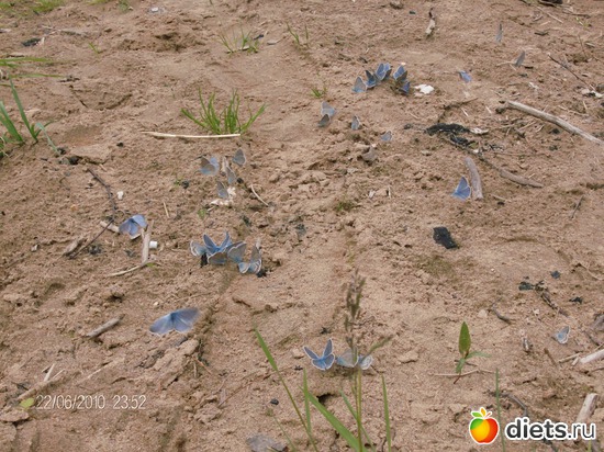 бабочки, альбом: мой