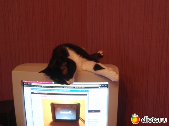 моя кошка, альбом: моя семья