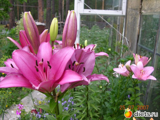 цветы, альбом: мое хобби