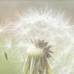 �������� �� �������