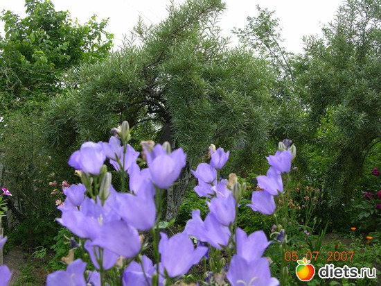 цветы, альбом: мое хобби