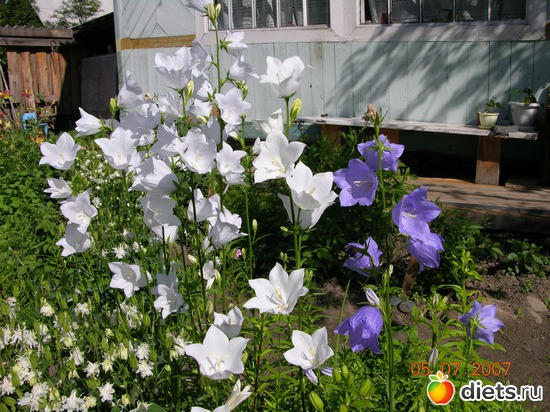 цветы, альбом: мое хобби