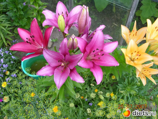 цветы, альбом: мое хобби