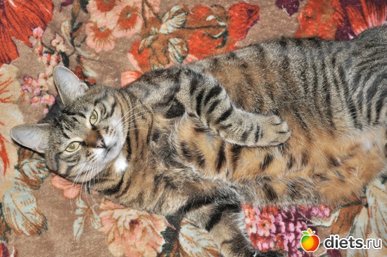 ����. �� ���� ���� �� �����), ������: ��� ���� :)