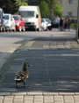 уточки разгуливают по нашей улице, никого не боятся