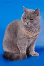 Познакомтесь с моделью:)