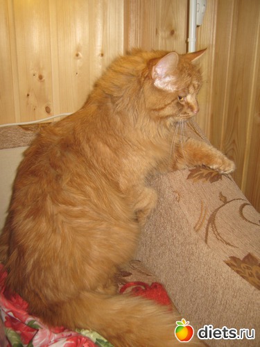 4 фото: Котики.......