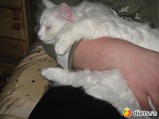 5 фото: Котики.......