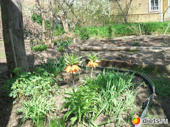 17 ����: ��� �����