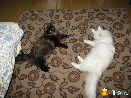 9 фото: Котики.......