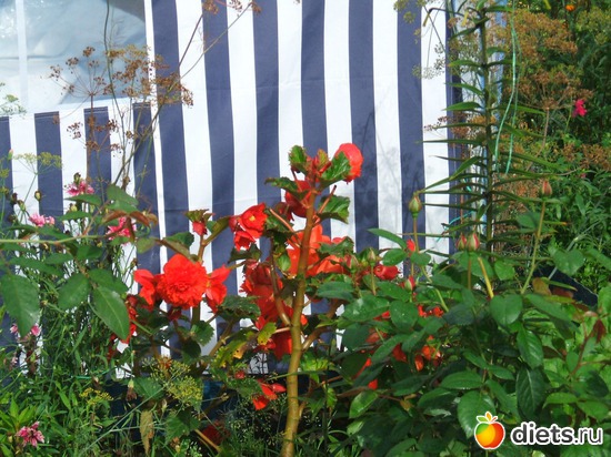 7 фото: моя дачка