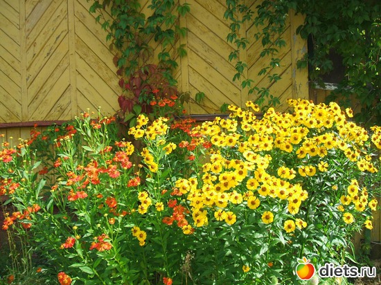 11 фото: моя дачка