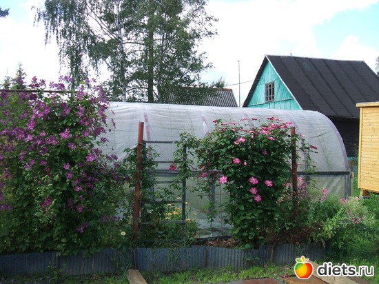 14 фото: моя дачка