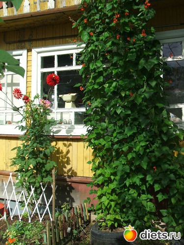 9 ����: ��� �����