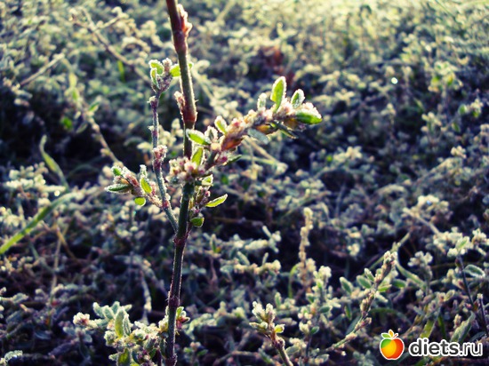 1 фото: немного моего