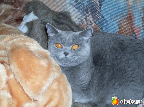 с любимой игрушкой, альбом: Таис Бретанская (голубая)