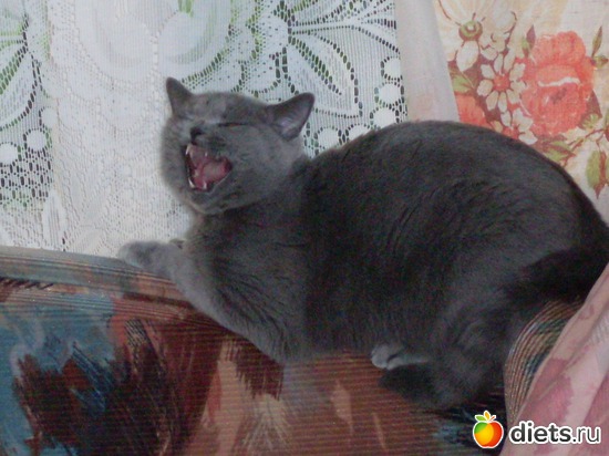 Отстаааань!, альбом: Таис Бретанская (голубая)